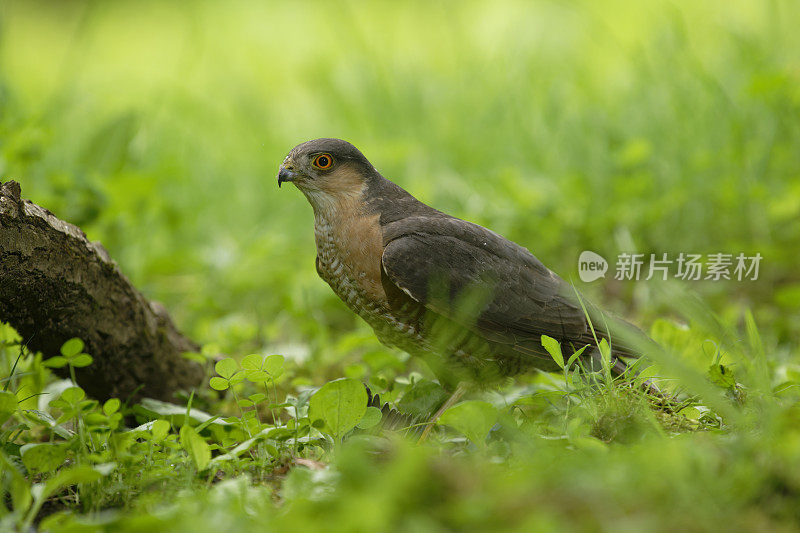 雄性雀鹰(Accipiter nisus)